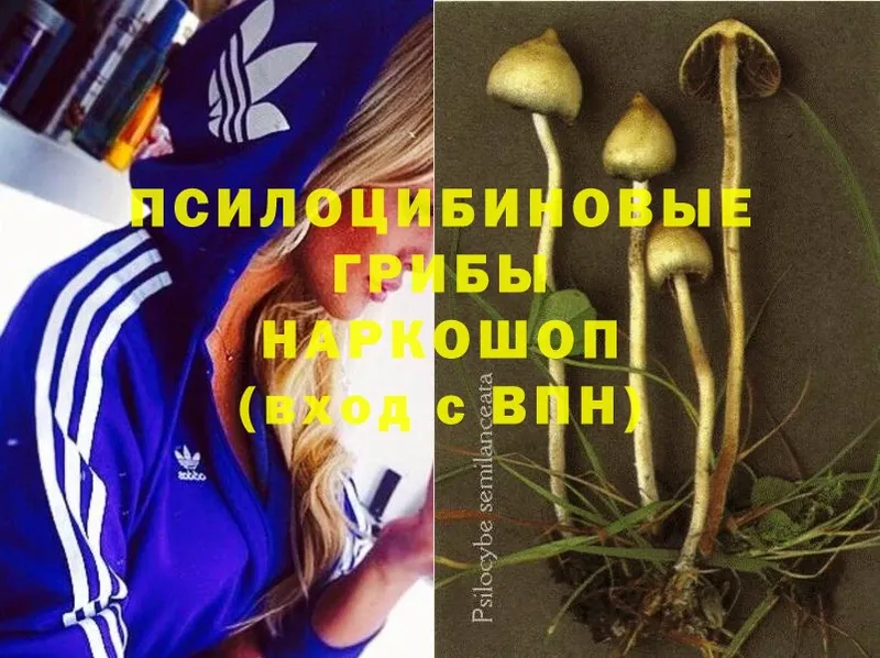 цена   Бологое  blacksprut ССЫЛКА  Псилоцибиновые грибы Magic Shrooms 